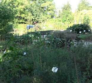 Botanischer Garten München