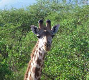 Giraffe im Tvaso Ost