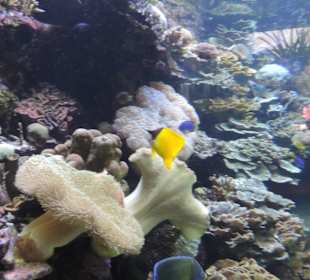 Im Aquarium unterwegs