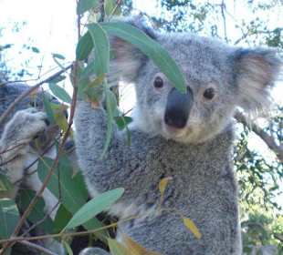 Koala