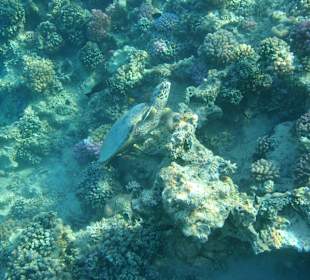 Setkání se želovou