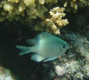 Weißbrauch - Riffbarsch