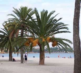 Strand/Palmen von Palmanova