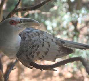 Vögel im Park