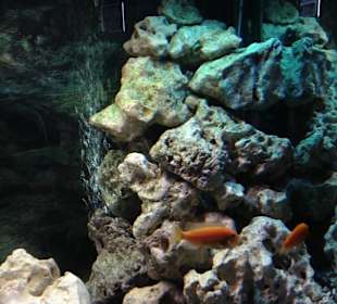 Oceanarium