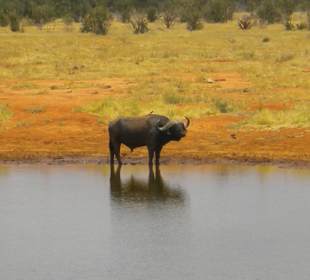 Einsam am Wasserloch