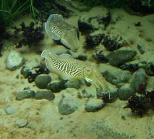 Fische im Aquarium