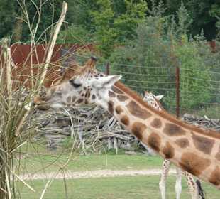 Giraffe