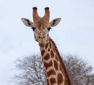 Giraffe in Voi