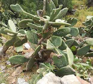 Insel Spinalonga / Kalidonia