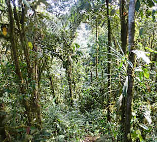 Wanderung durch den Nebelwald/Regenwald