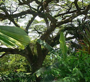 Botanischer Garten