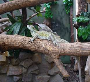 Zwierzęta w ZOO