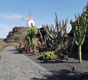 Jardin de Cactus