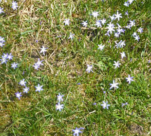 Luitpoldhügel - Blumen