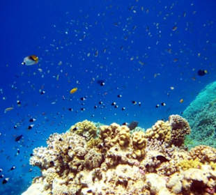 Schnorcheln Hausriff Gorgonia Beach