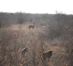 Es ist eine größere Gruppe von Pavianen