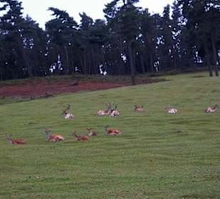 Naturwildpark Granat - Haltern