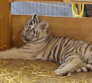 Kameltheater & Weißer Hof