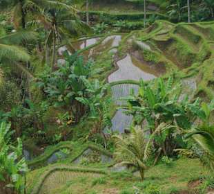 Unbeschreiblich grün