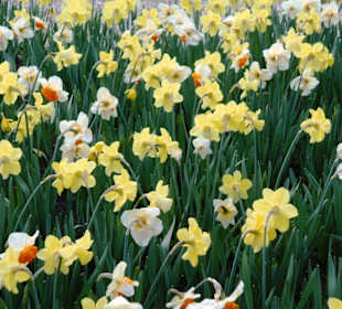 Blumenpracht im Keukenhof