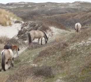 Noordhollands Duinreservaat Bergen aan Zee