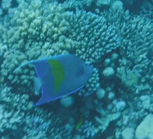 Arabicher Kaiserfisch