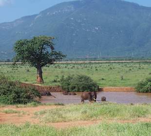 Elefanten in Tsavo Ost