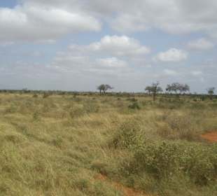 Tsavo Ost