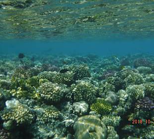 Schnorcheln Makadi Bay