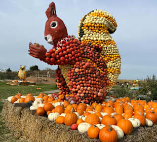 Krewelshof  Kürbisschau 2022 (Wundersame Waldwesen