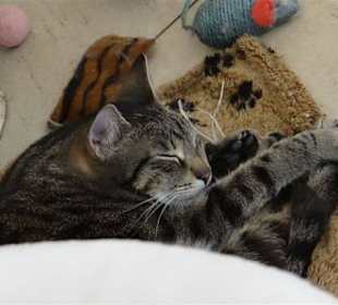 Schlafende Katze