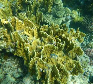 Riff vorm Makadi Palace