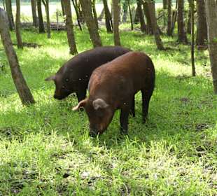 Wow sind die groß !!!