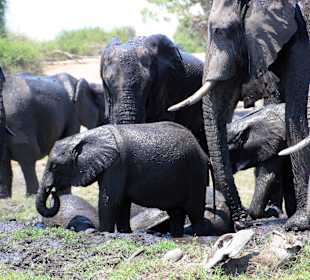 Lustig zu beobachten
