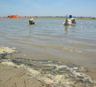 Strand von Bibione 06-2010