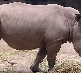 Singapur Zoo