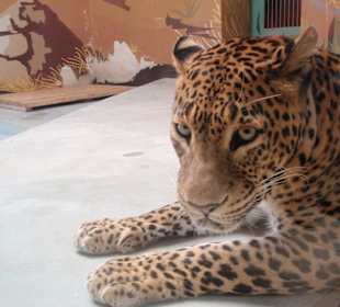 Leopard