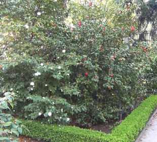 Real Jardín Botánico de Madrid