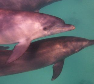 Delfintouren in Hurghada