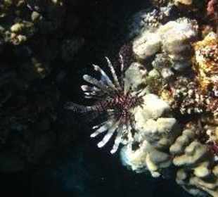 Lionfish