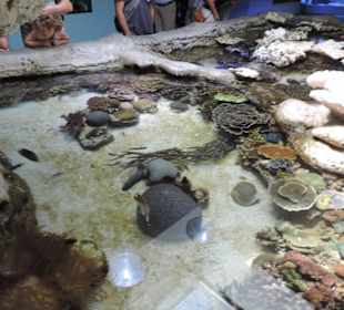 Im Aquarium unterwegs