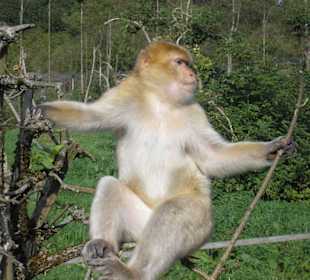 Berberaffe im Freigehege