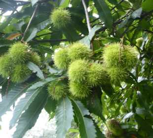 Lengsteiner Rundwanderweg