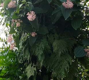 Botanischer Garten