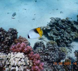 Schnorcheln Soma Bay