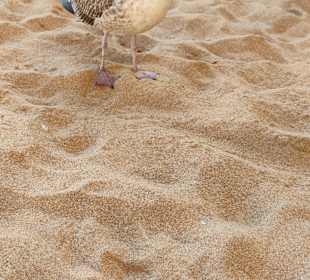 Praia de Nossa Senhora da Rocha