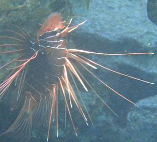 Schnorcheln Sahl Hasheesh