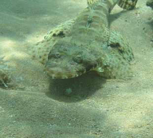 Direkt am Hausriff beim Schnorcheln aufgenommen