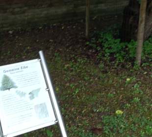 Baumlehrpfad Glacis Park